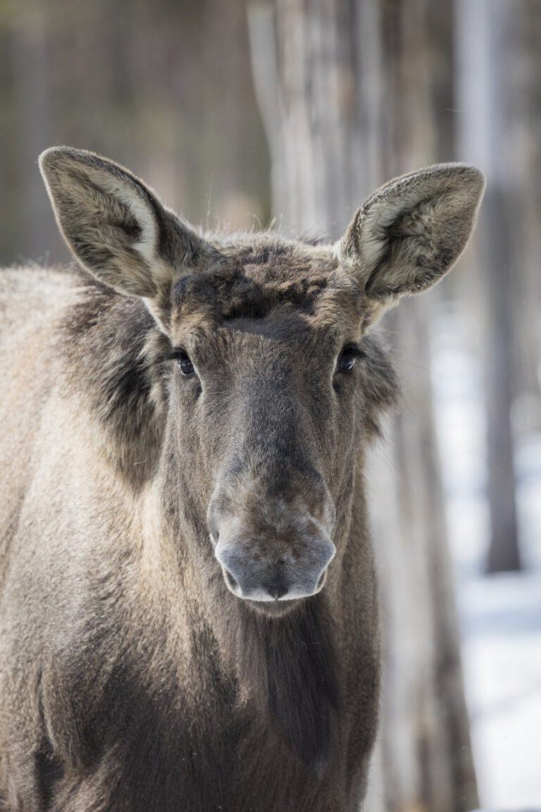 Ranuan arktinen eläinpuisto